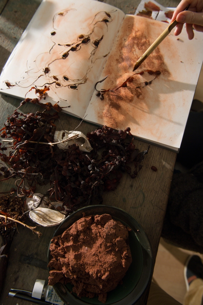 Sketching, Egg wrack, seaweed, red earth pigment