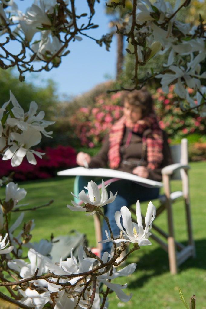 Catherine Forshall sketching in background, Magnolia Stellata in foreground