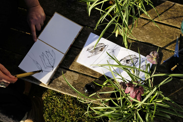 A pair of hands sketching in ink on paper in the shadow on the left hand side a snake's head fritillary in the sunshine on the right